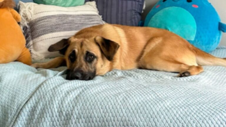 dogs reaction to being told owner is coming home