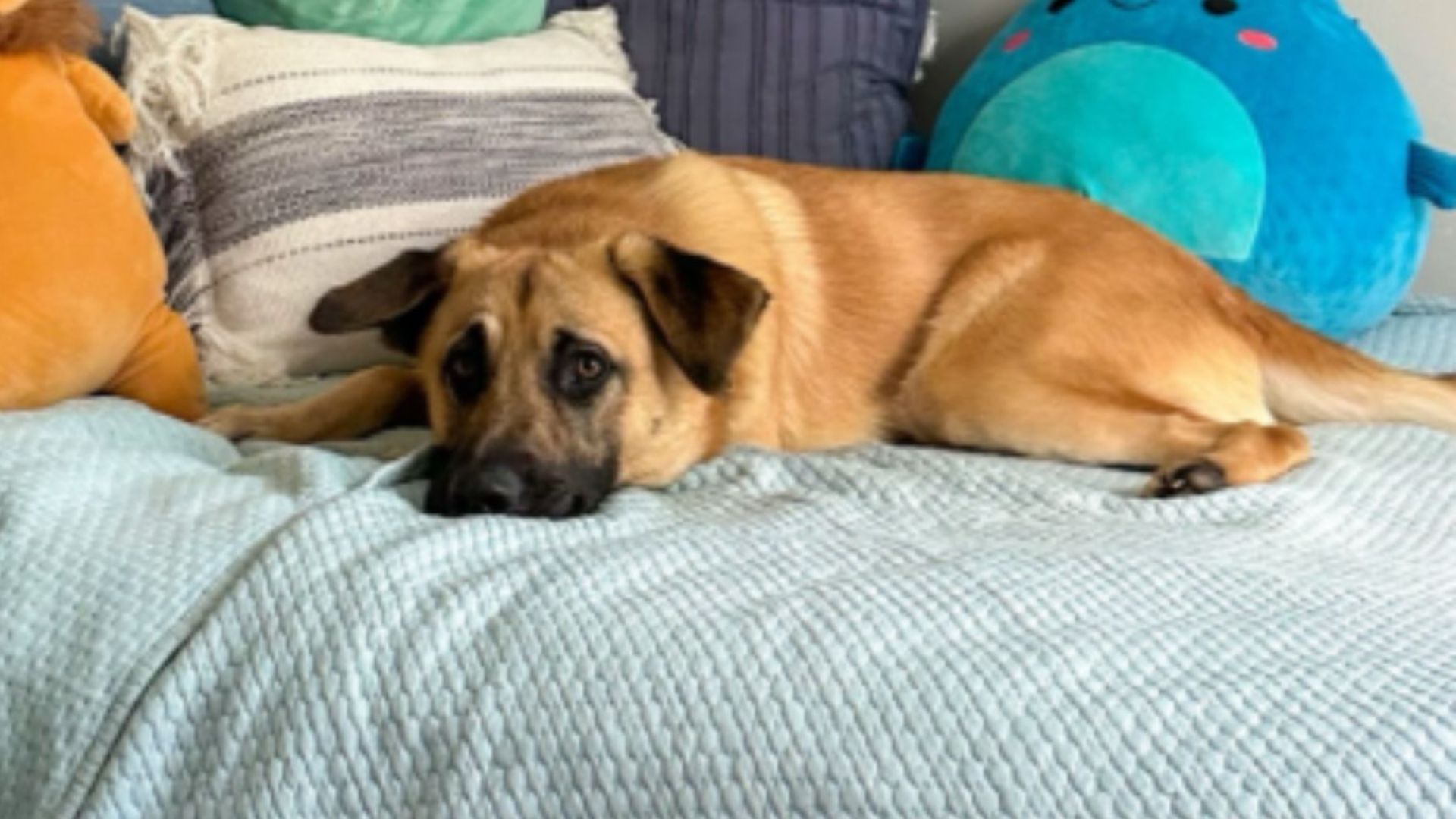 dogs reaction to being told owner is coming home