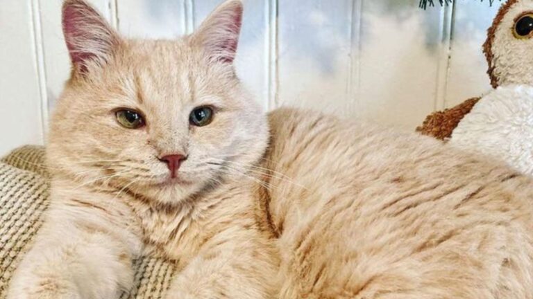 peaches the deaf cat adopted by vet assistant