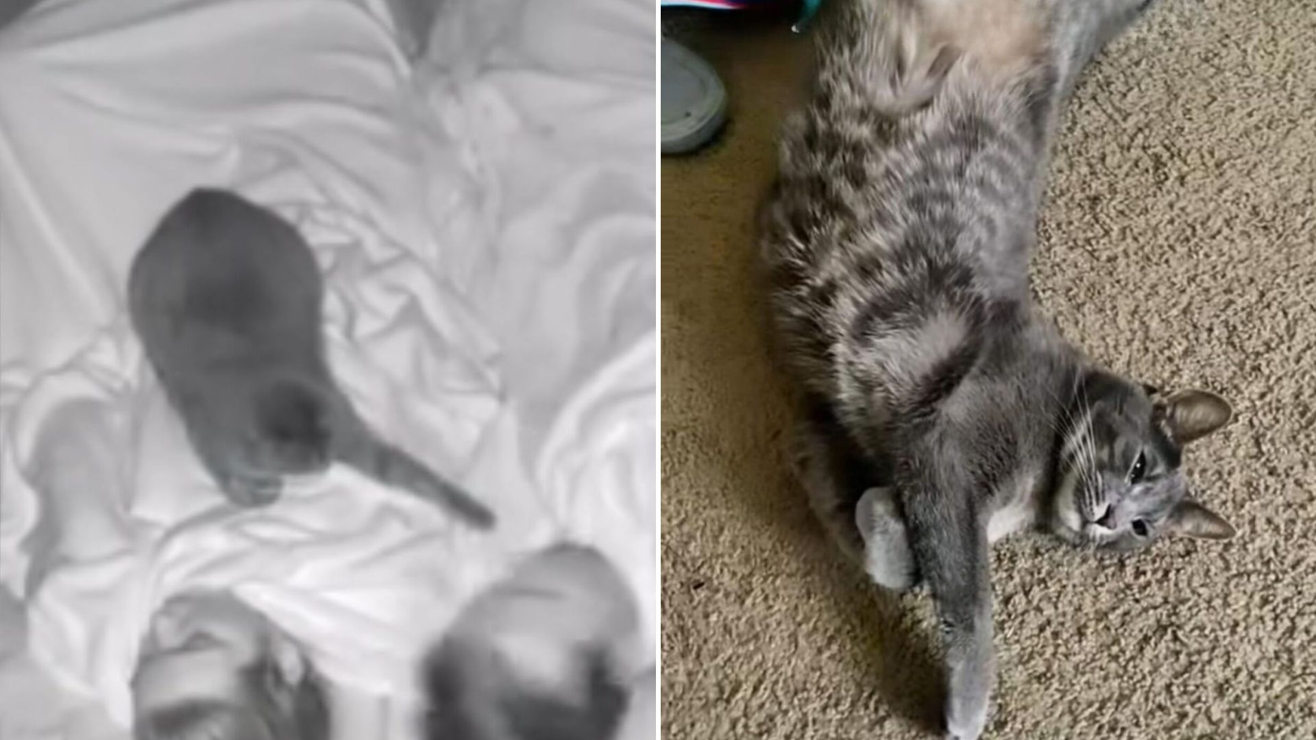 cat wakes owners up every night