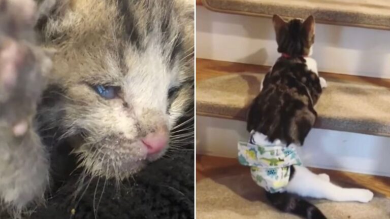 injured kitten