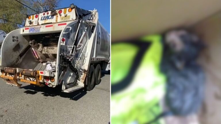 kitten stuck in trash compactor