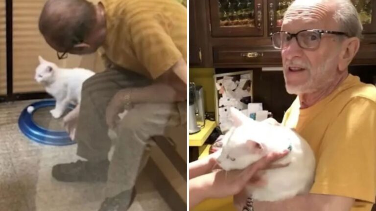 man adopts a cat after his wife passes