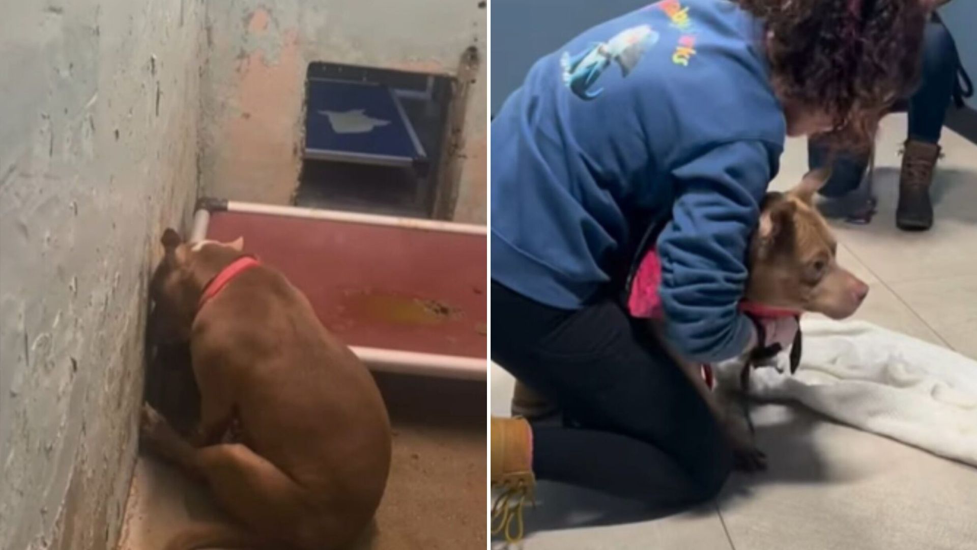 heartbroken dog abandoned by owners