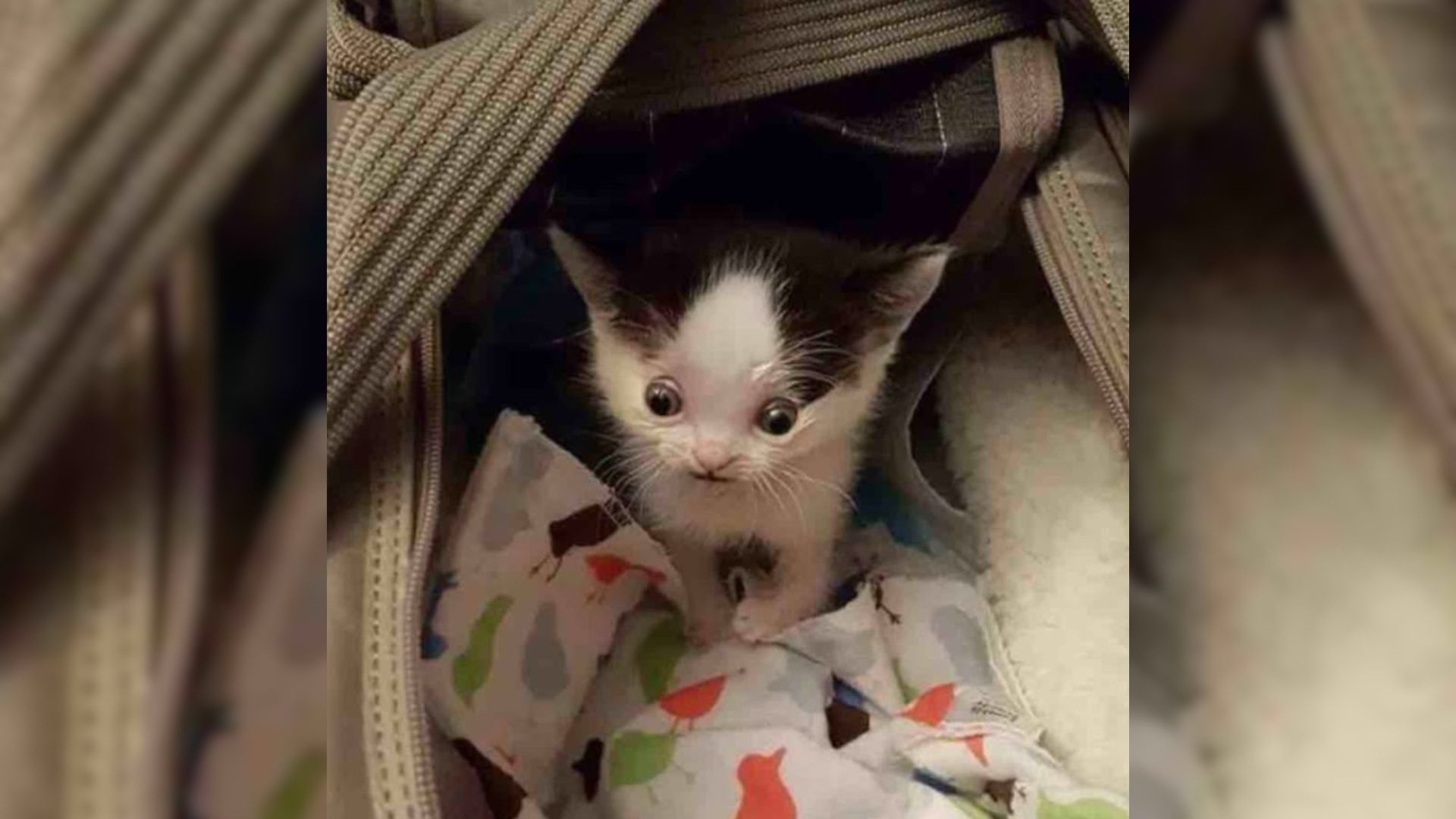 kitten with unusual eyes