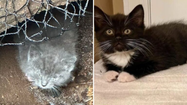 scared poor kitten