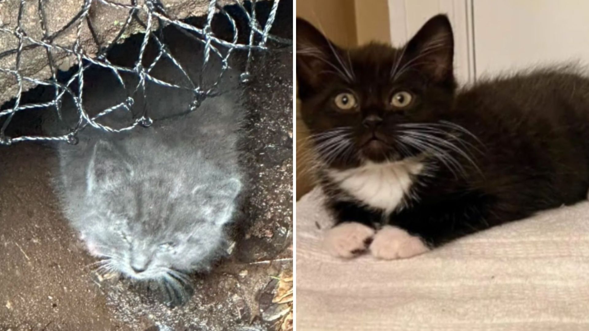 scared poor kitten