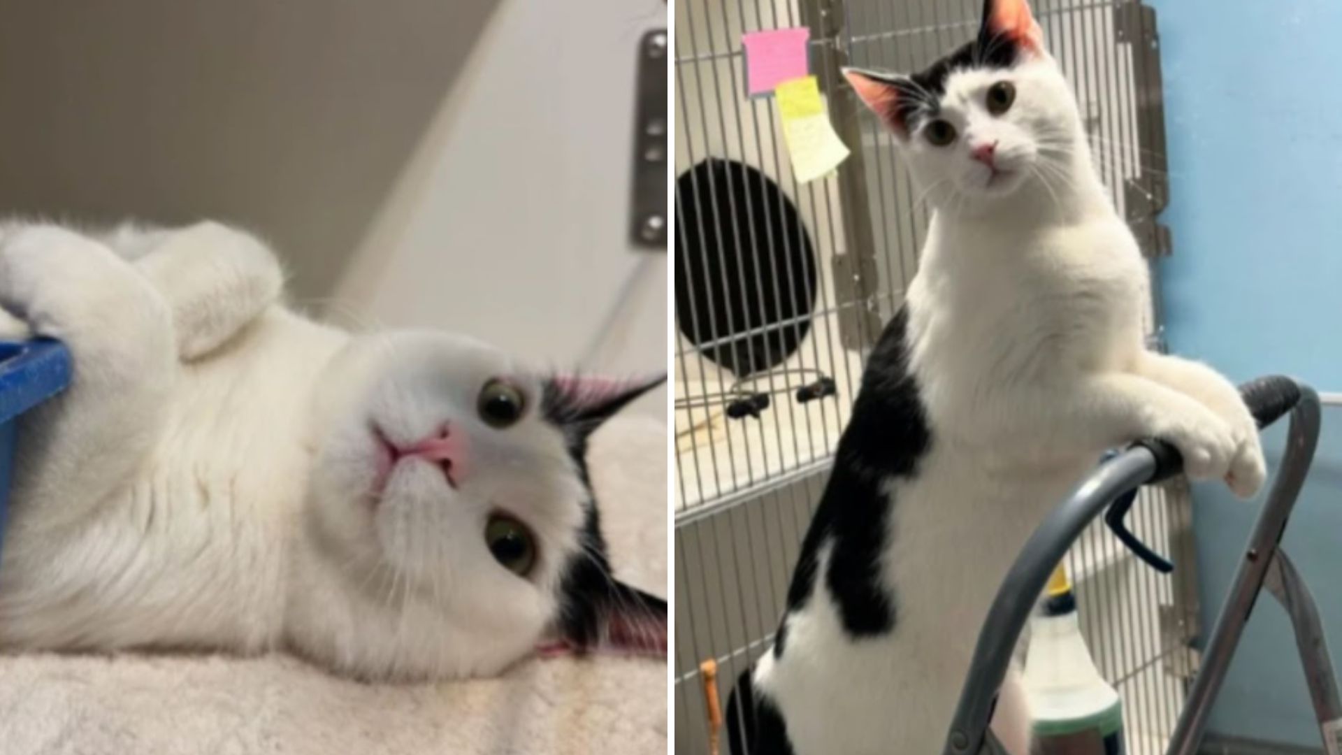 shelter cat helps with chores