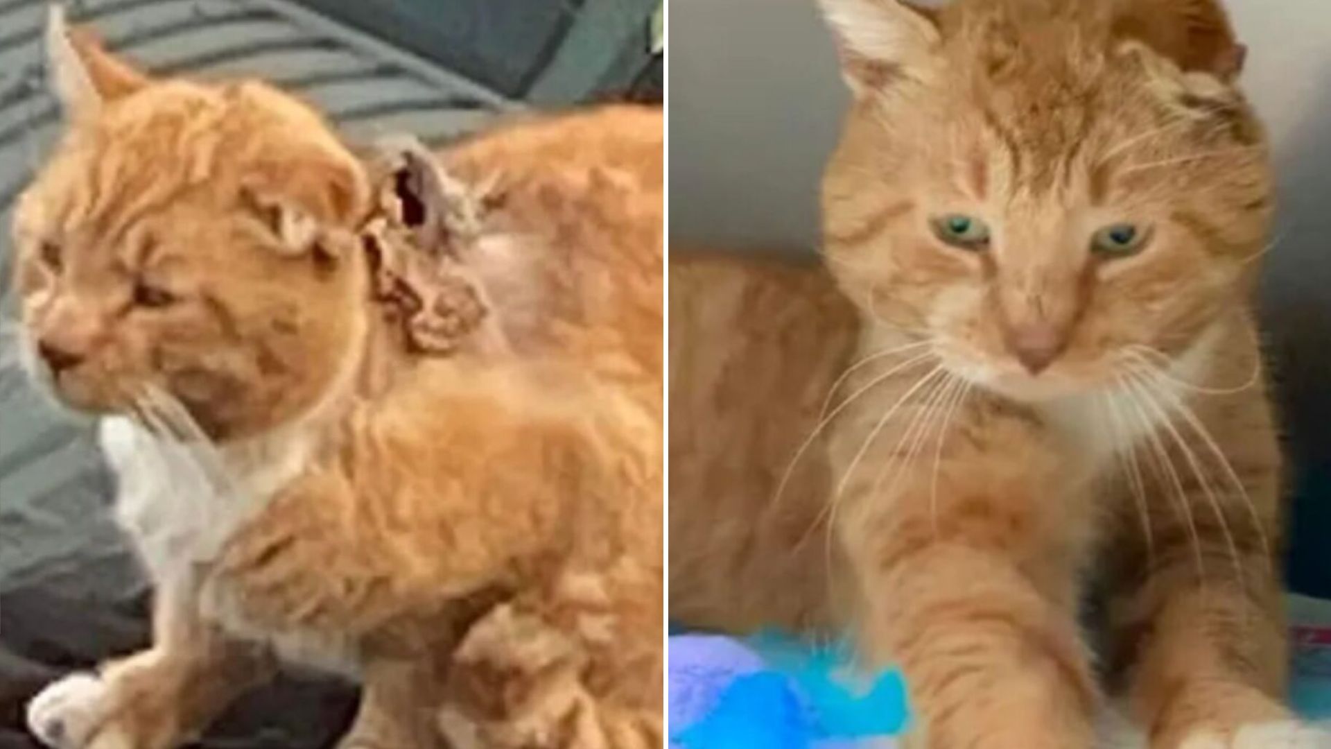 cat life changes
