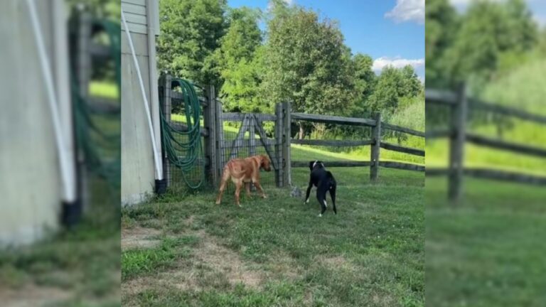 dogs find a kitten in their yard