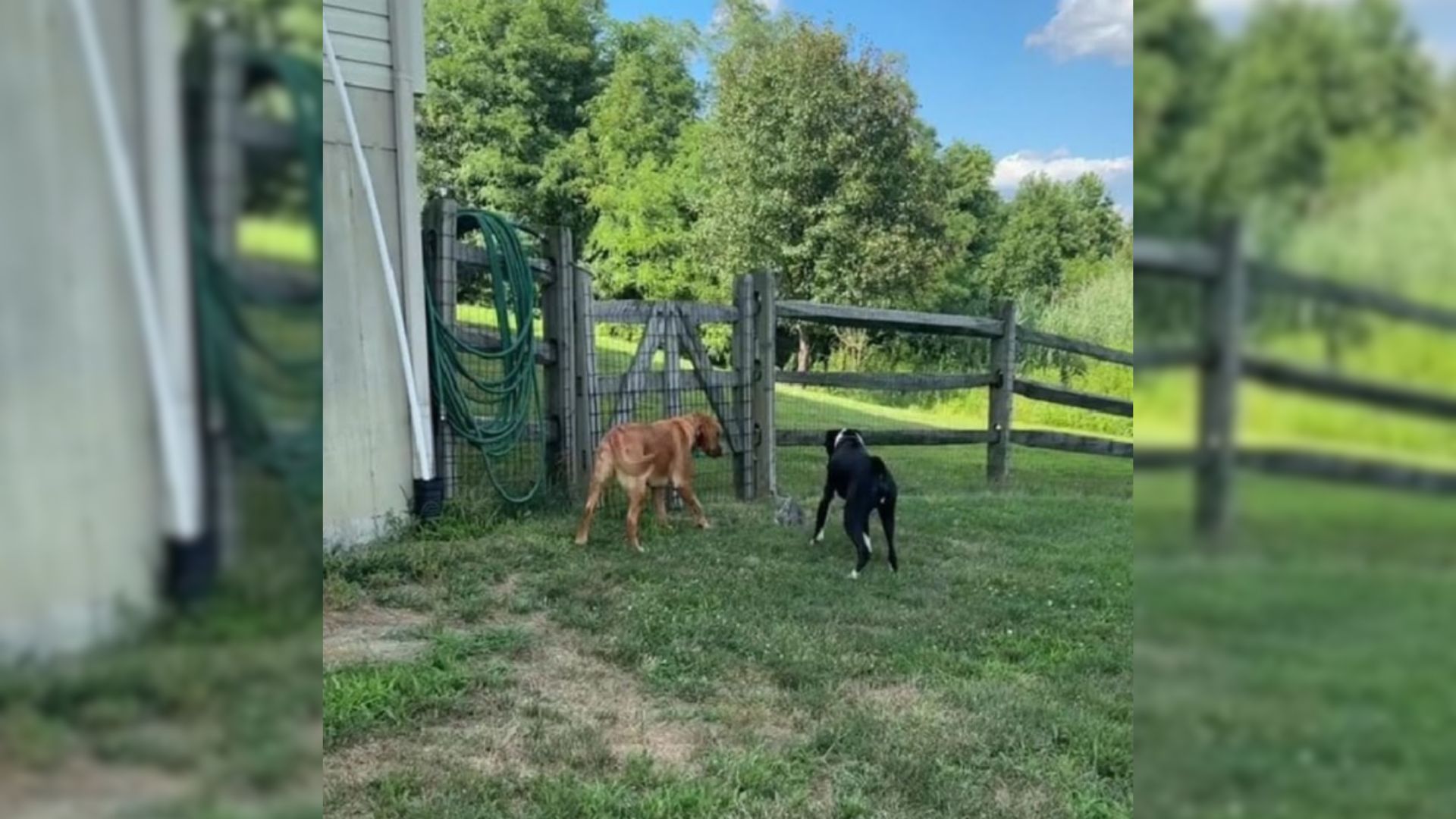 dogs find a kitten in their yard