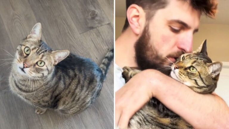 cat struggling with asthma