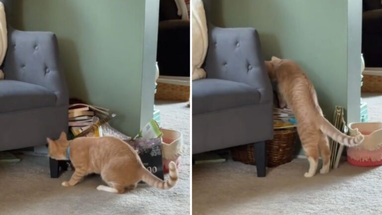 cat searching for his foster sister