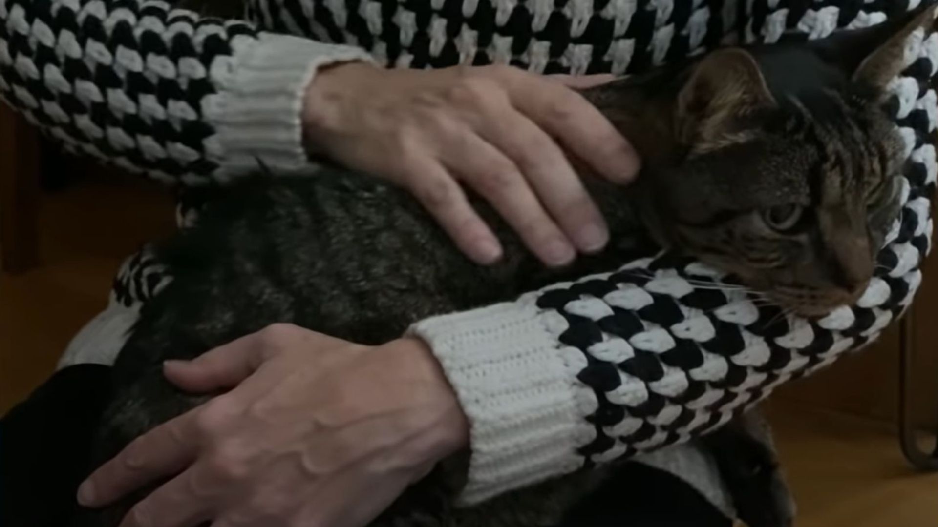 jovi the shy cat transforms after tasting love