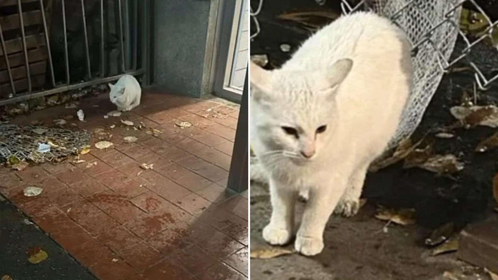 cat on the street