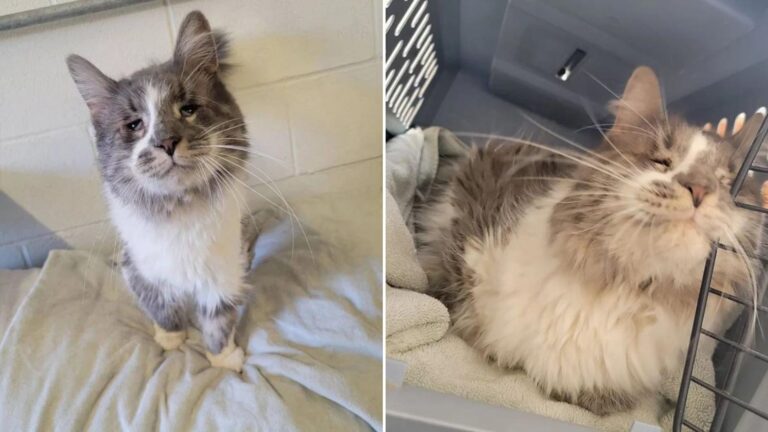 New York Cat Spends Years Living In A Neglected Home With More Than 40 Other Cats