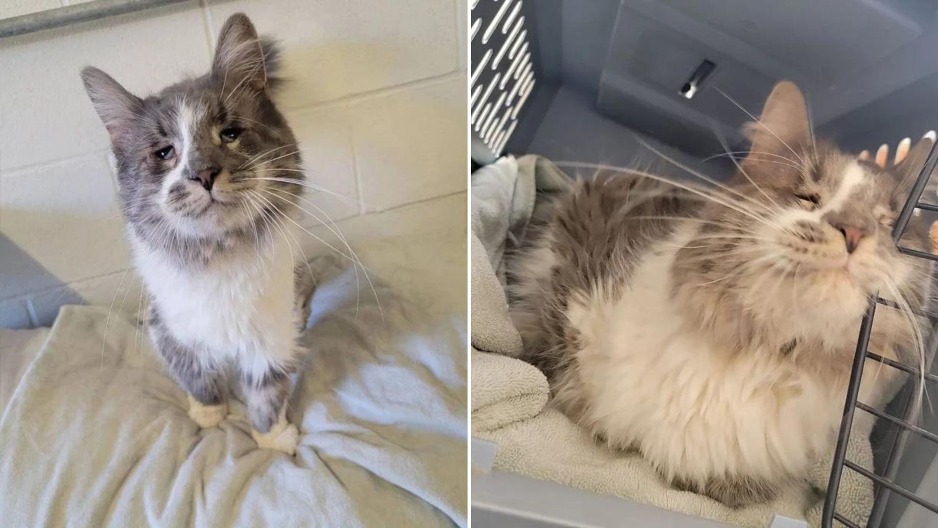 New York Cat Spends Years Living In A Neglected Home With More Than 40 Other Cats