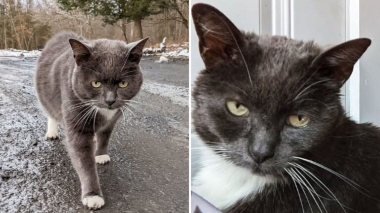 cat lucy abandoned twice