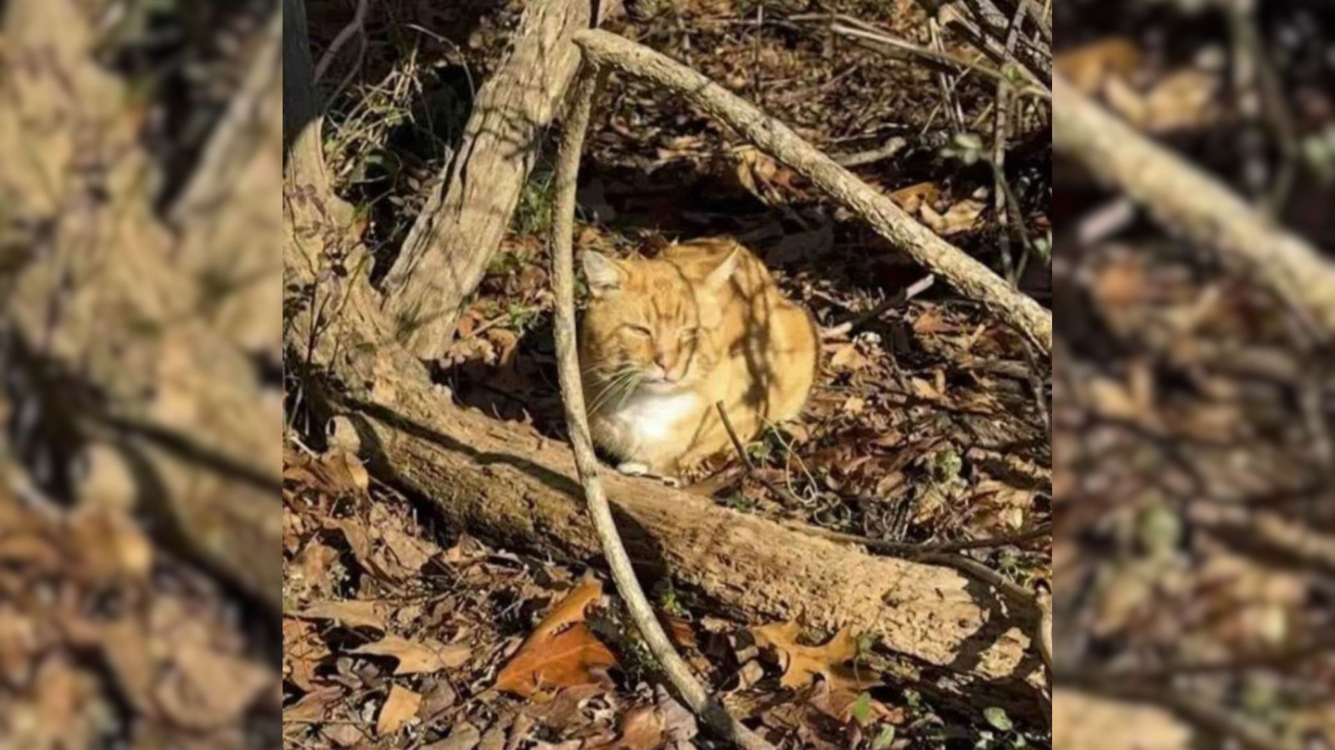 cat abandoned in a park