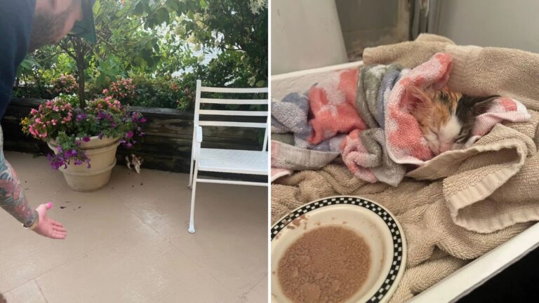 couple finds kitten at wedding venue