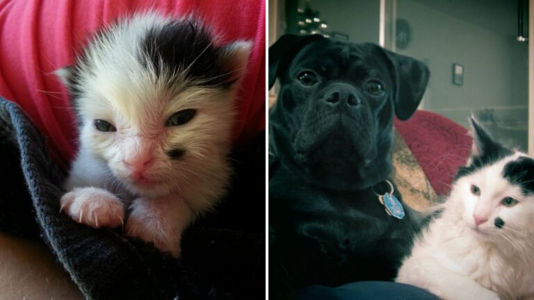 dog saves newborn kitten