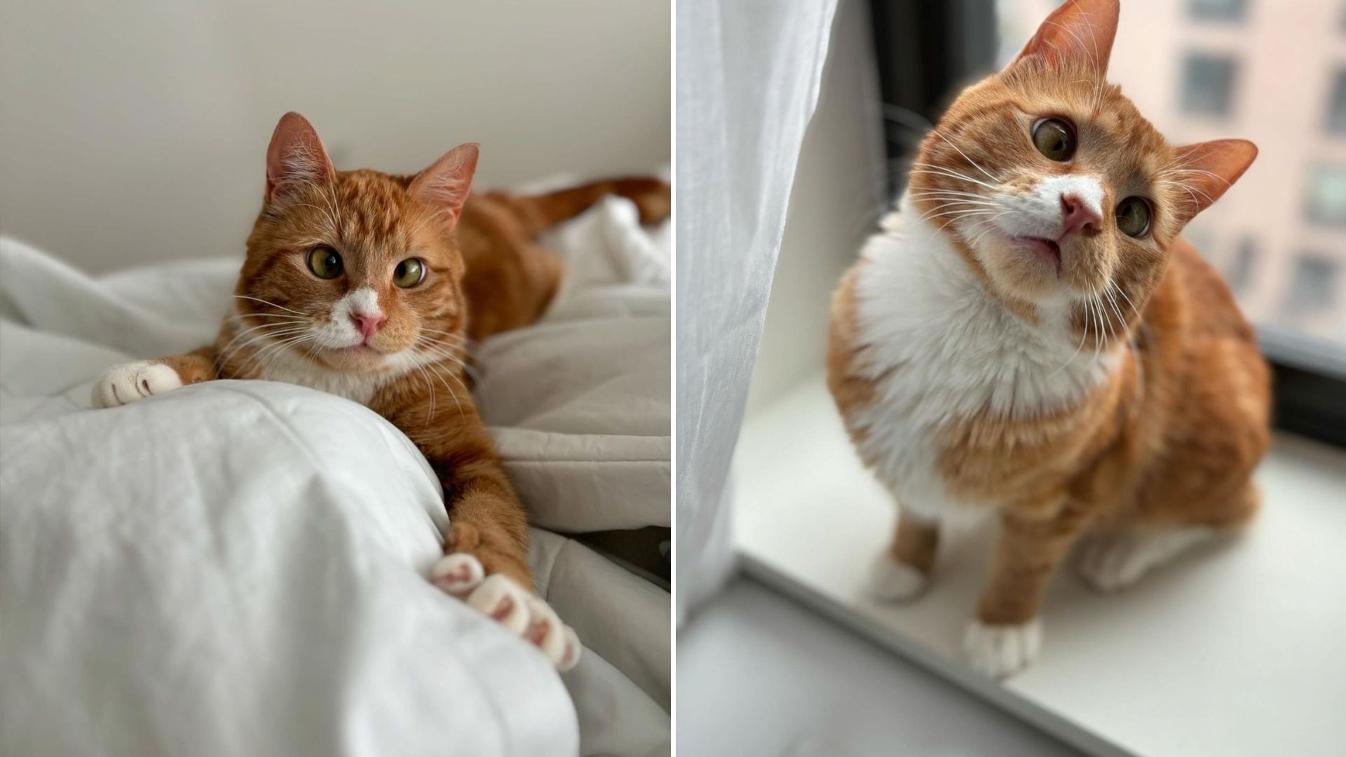cross eyed cat
