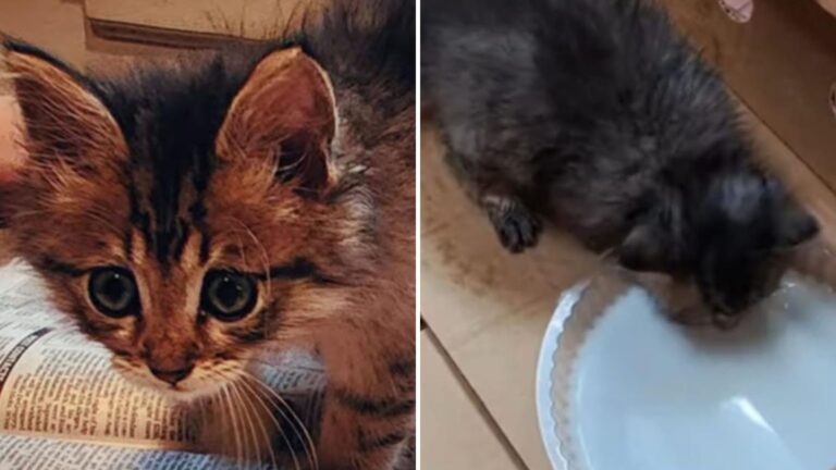 kitten found stuck in glue trap