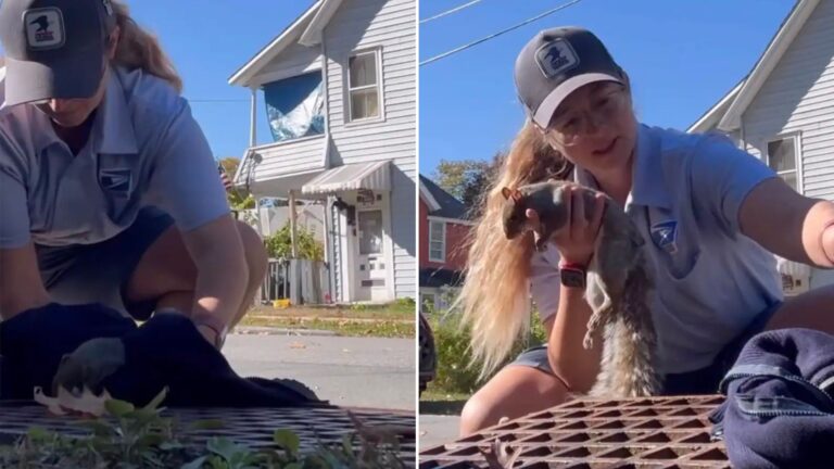 mail carrier saves tiny squirrel
