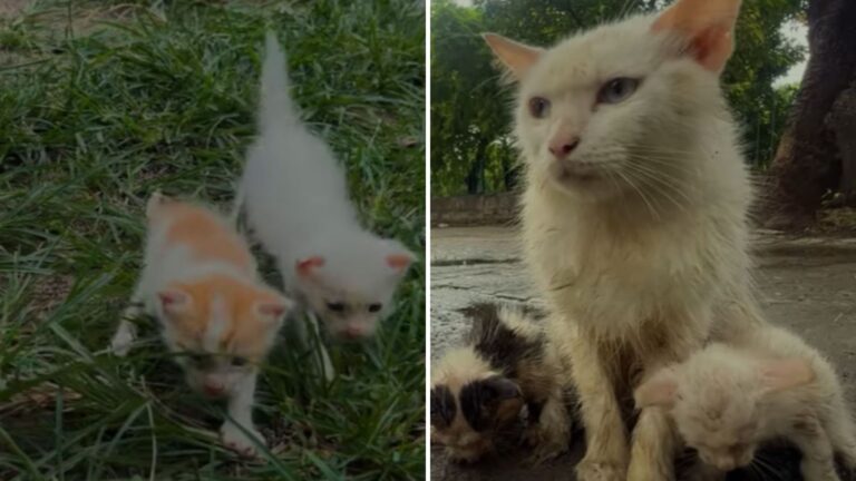 mama cat and kittens in park