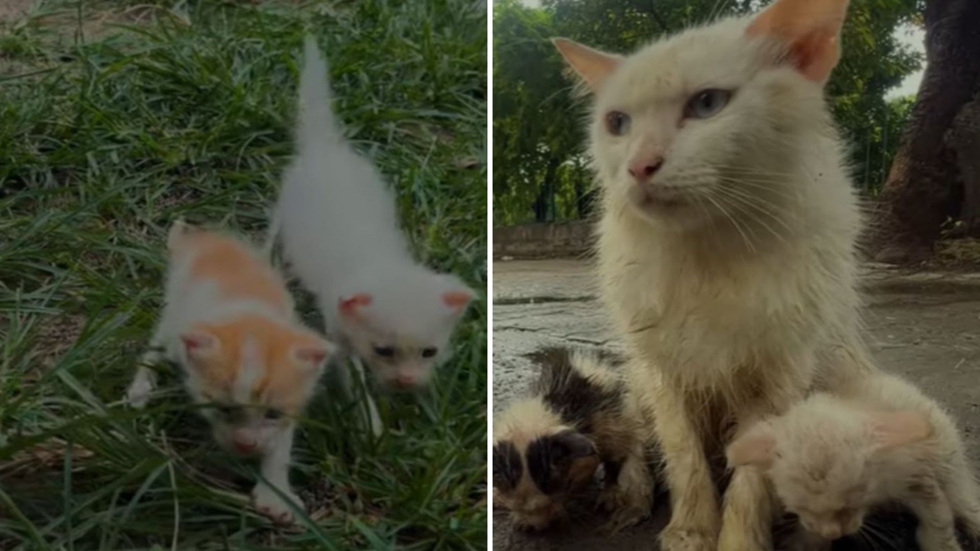 mama cat and kittens in park
