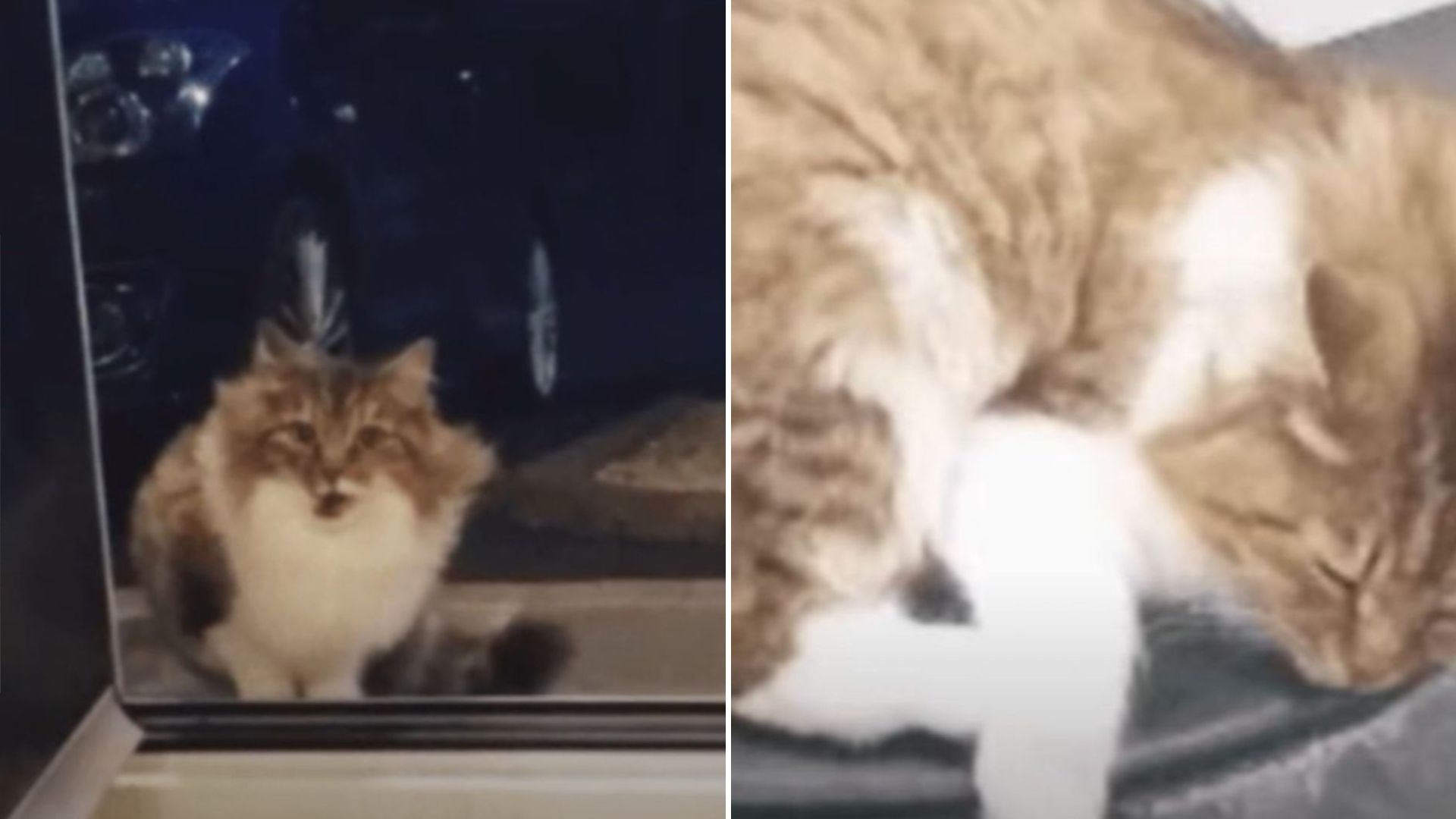 stray cat inside