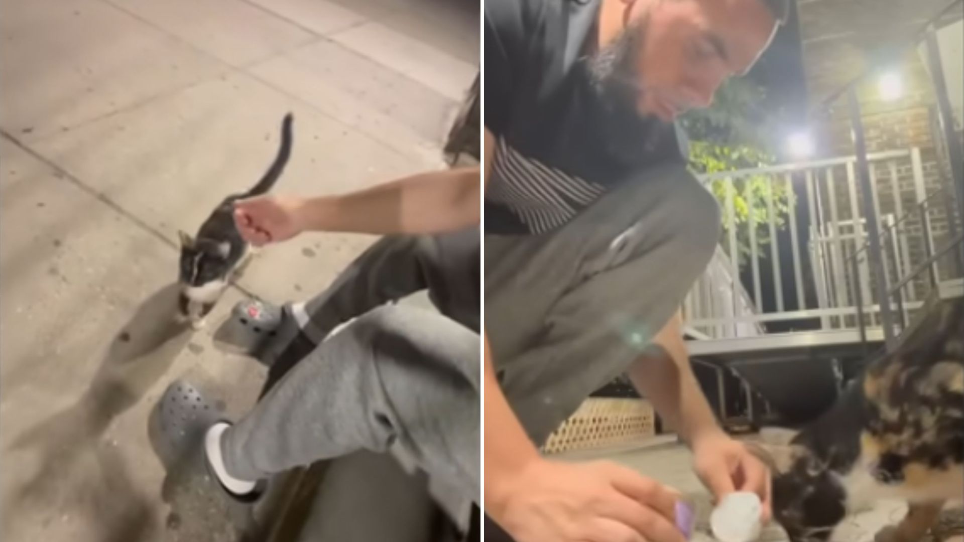 man feeding stray cat