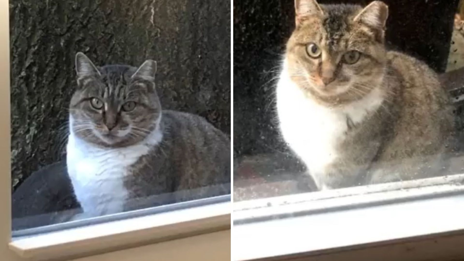 New York Man Shocked To Find An Unexpected Visitor At His Window