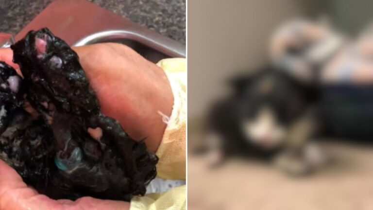 kitten gets burned stuck in tar