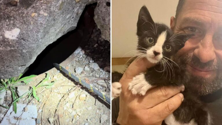 kitten trapped in storm drain