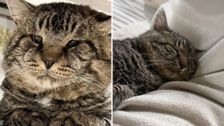 cat with enormous cheeks