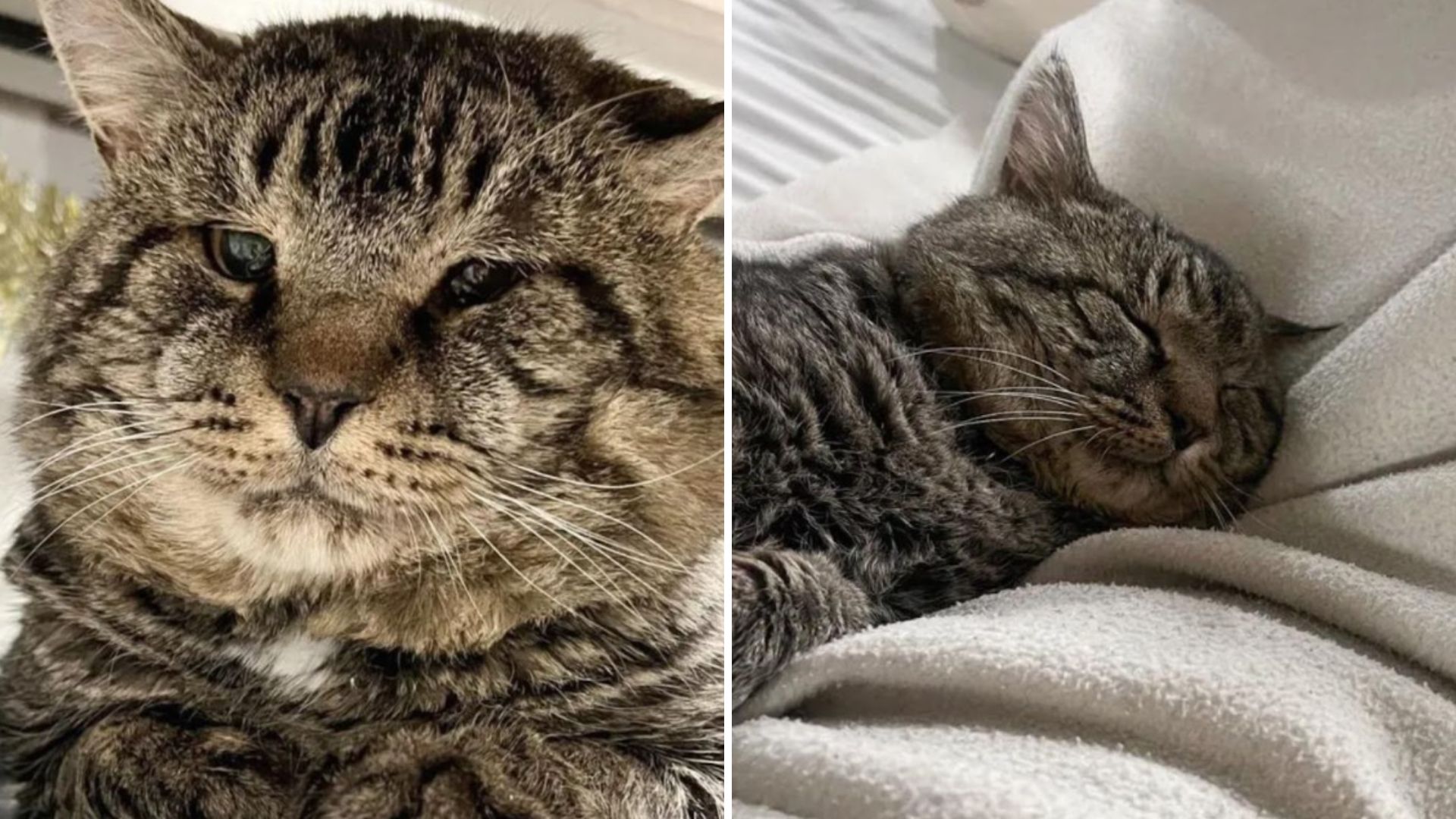 cat with enormous cheeks