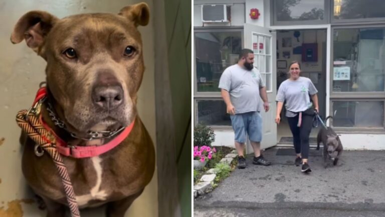 adopted dogs one last look at shelter staff