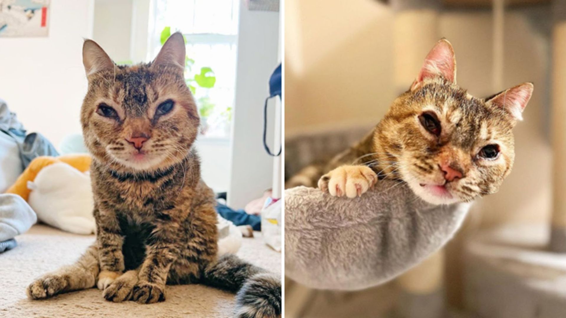 New York Vet Student Saves Cat With A Rare Illness And Gains A Lifelong Friend