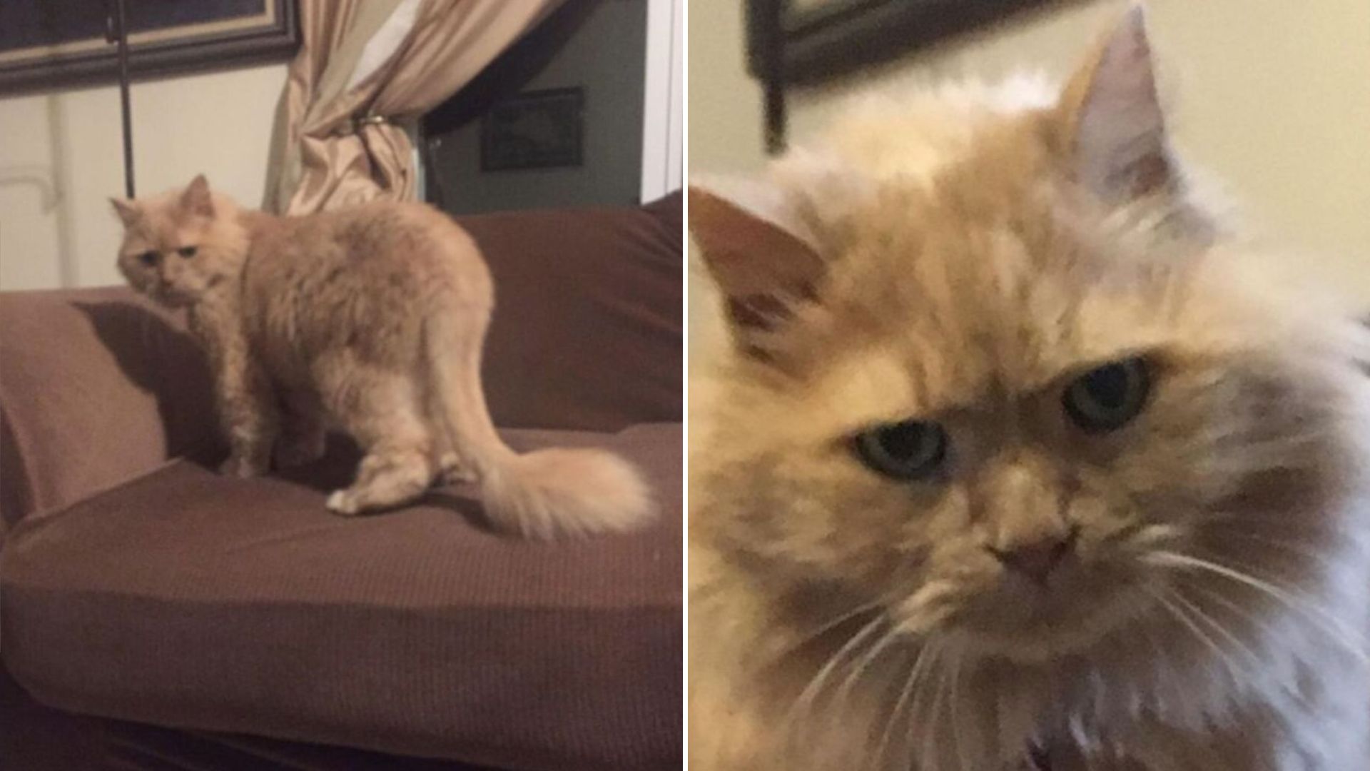 chester the least adoptable cat