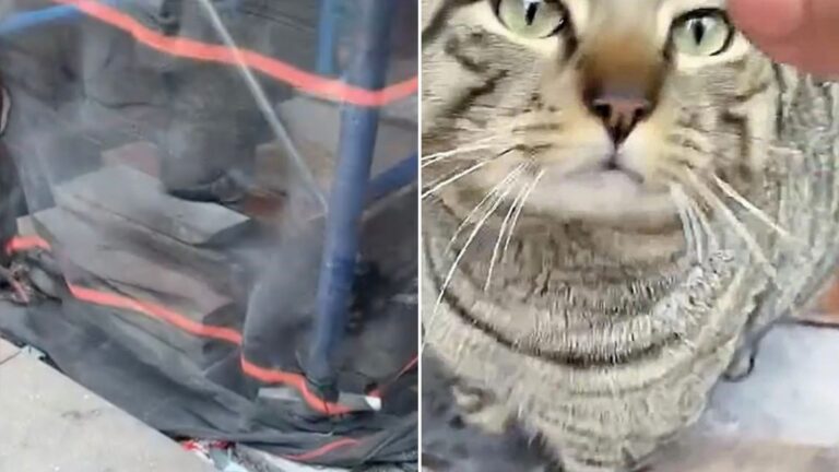 gentle cat
