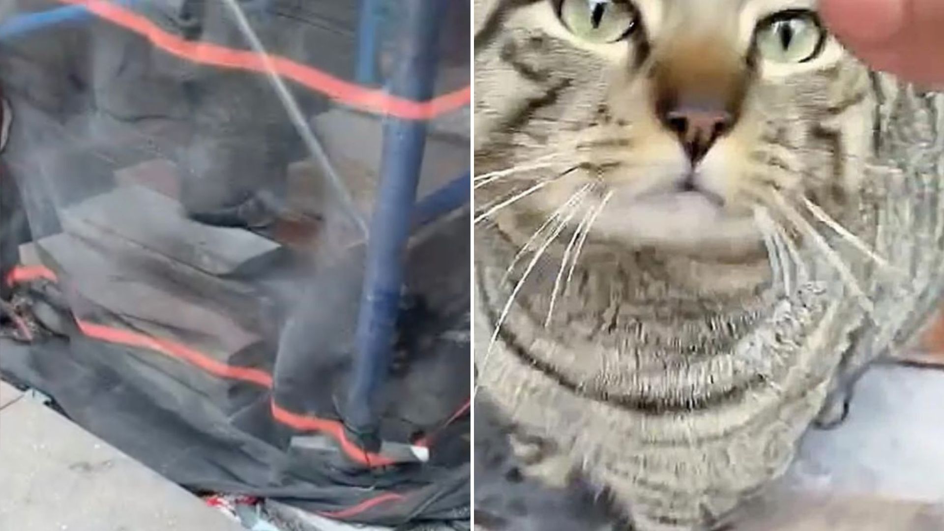 gentle cat