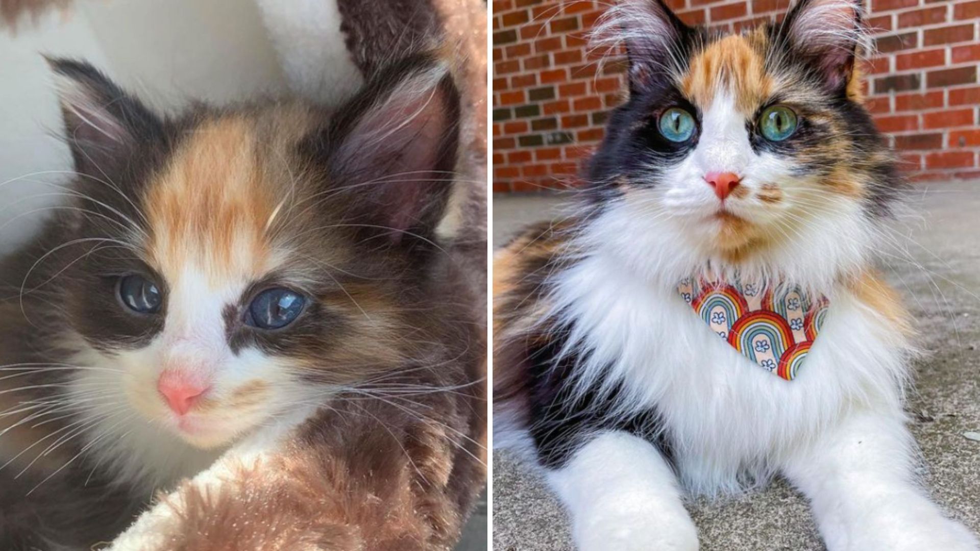 the colorful barn kitten-naslovna