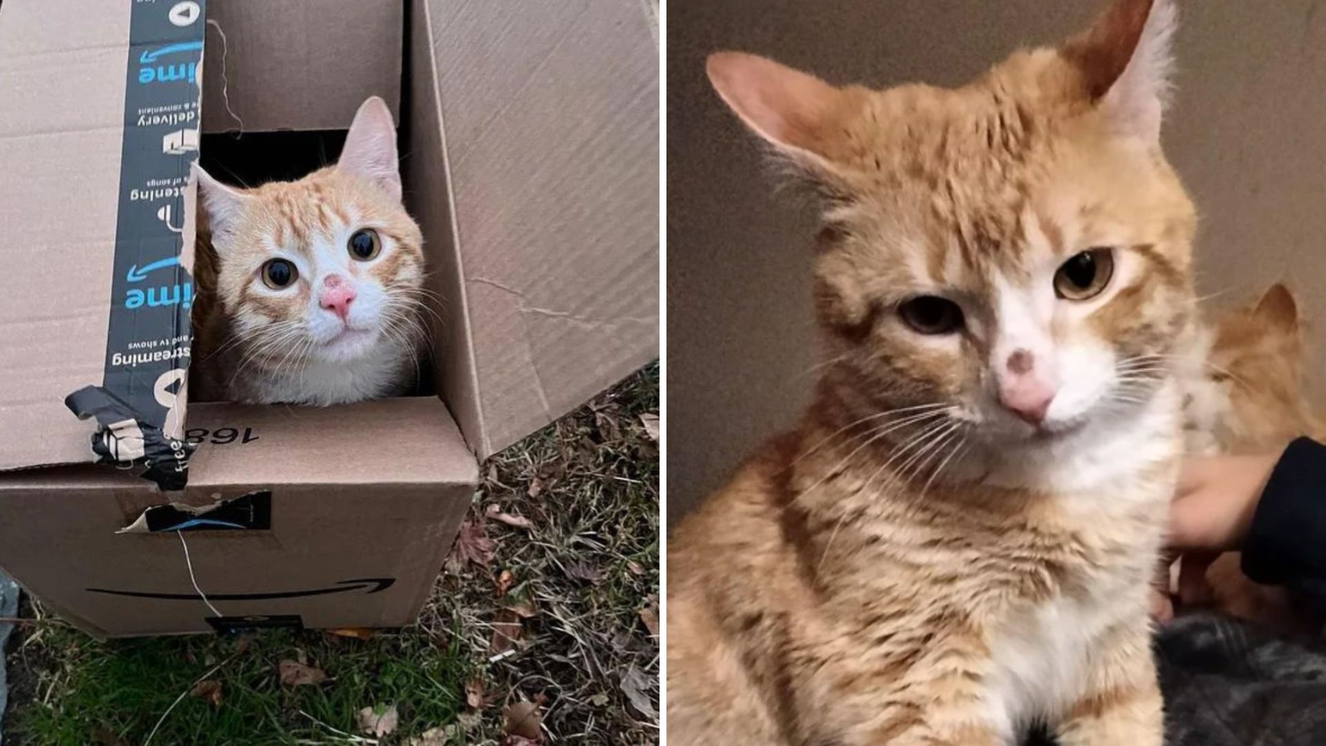 cat in box outside