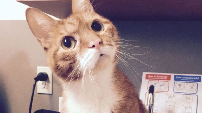 woman surrenders cat to shelter because of new sofa