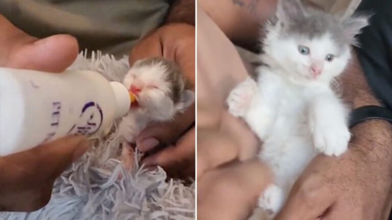 newborn kitten