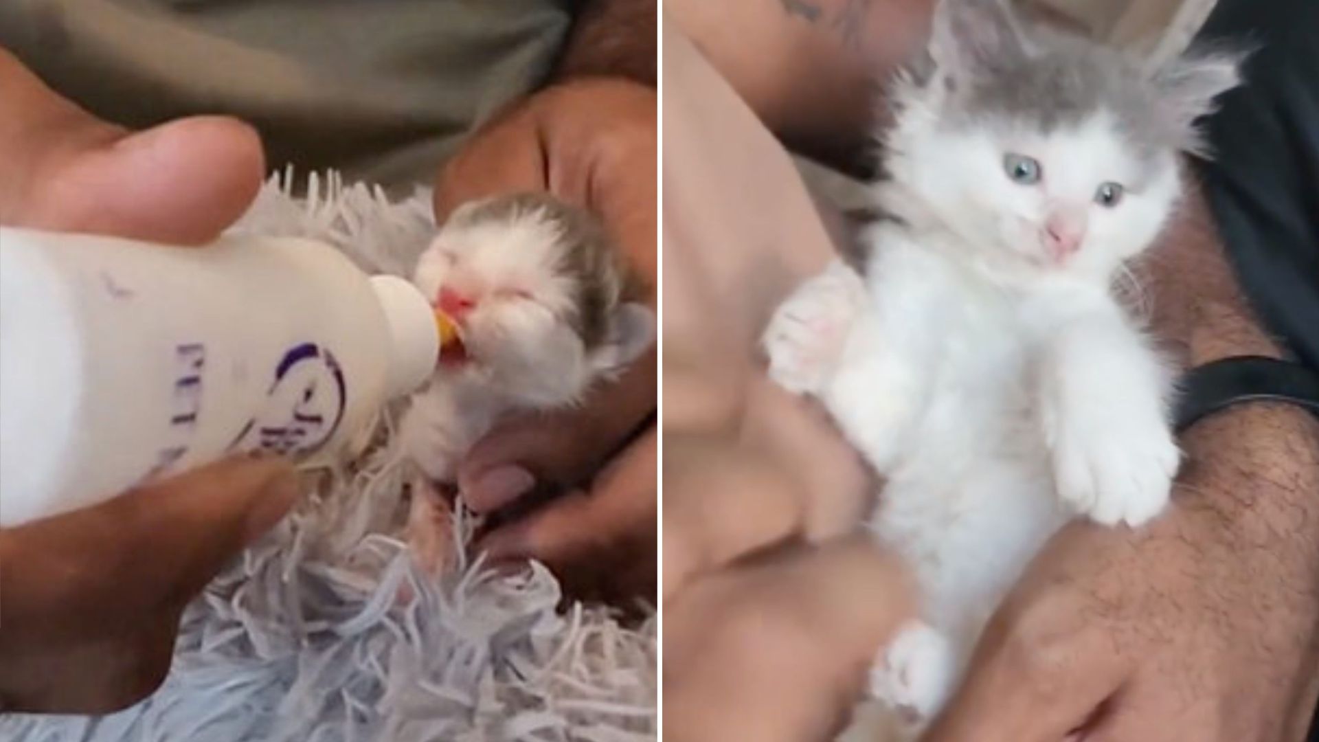 newborn kitten