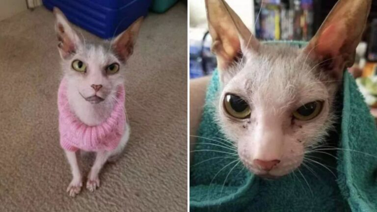 possum ugly cat