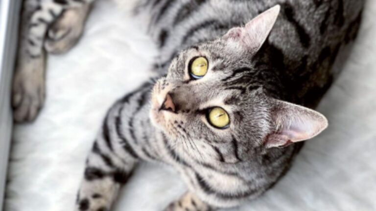 zoey the cat learns to talk for her mom