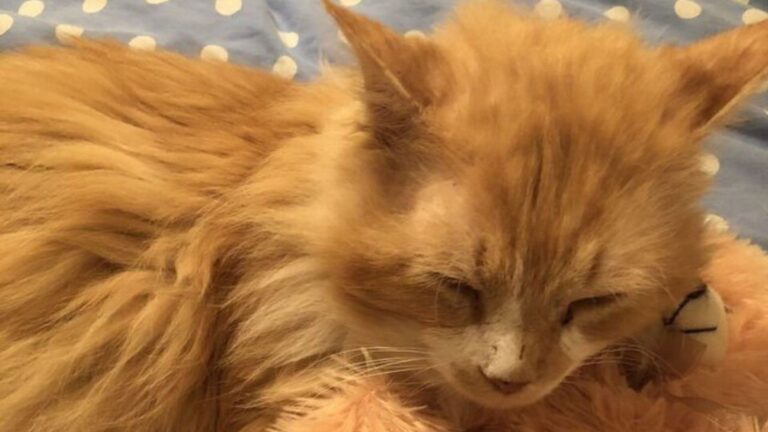 toby the cat travels twelve miles to reunite with family